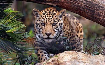 Se recuperan las poblaciones del Jaguar en el sureste del país
