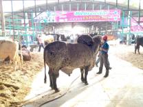 Ya trabajan para la Expo Ganadera de la Feria Chiapas