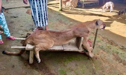 Matan a un puma en Cacahoatán; aseguran identificar al cazador