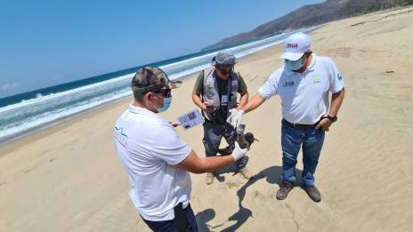 Muerte de aves desde Chiapas hasta Sonora