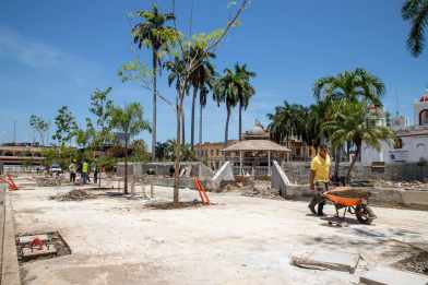 En Tapachula: tiraron 12 árboles, trasplantarán 100