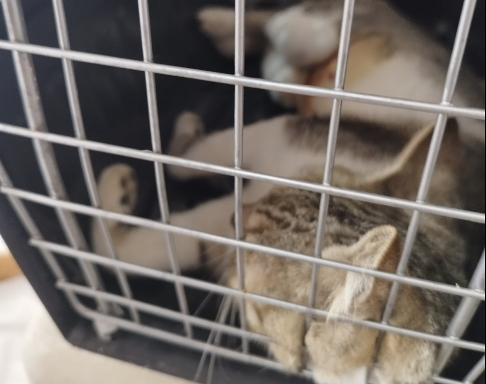 Habrá esterilización masiva en Tuxtla Gutiérrez