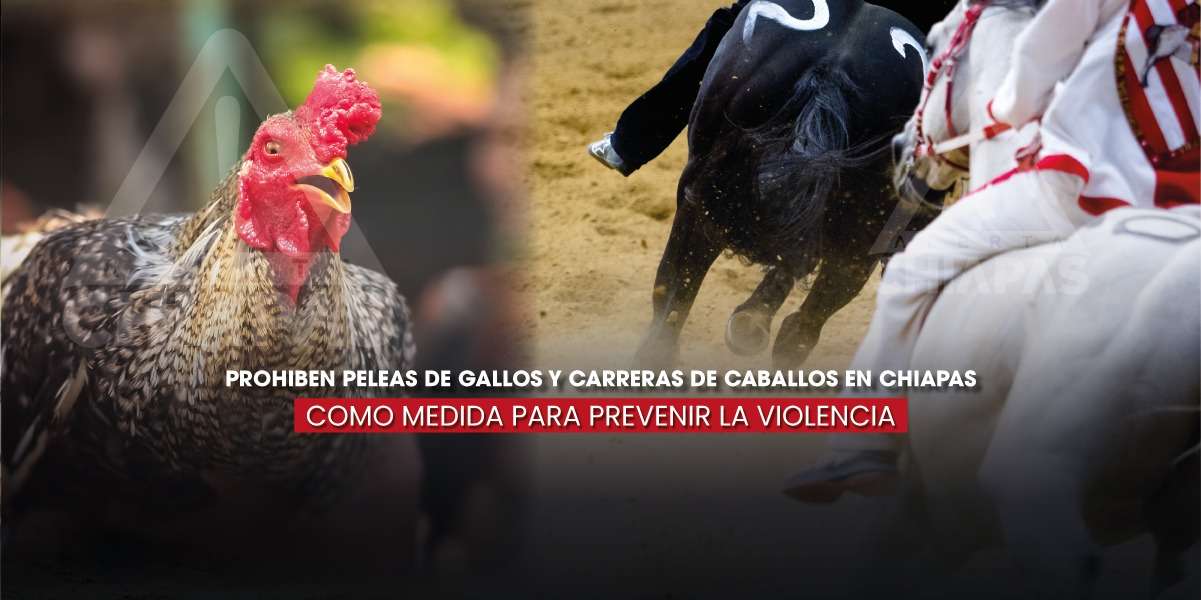 Prohíben peleas de gallos y carreras de caballos en Chiapas como medida ...