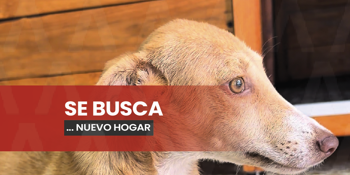 PROFEPA rescató a una perrita en Puerto Arista y busca adoptantes en Chiapas